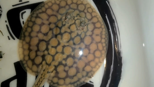 Freshwater stingray marble het male 5inch (for beginner)