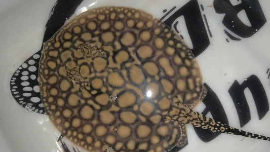 Freshwater stingray hybrid het female 6inch (for beginner)