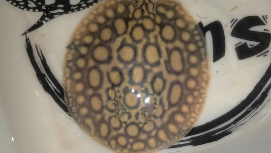 Freshwater stingray hybrid het female 6inch (for beginner)