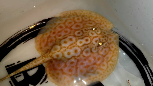 Freshwater stingray redbase pearl albino male (little V)