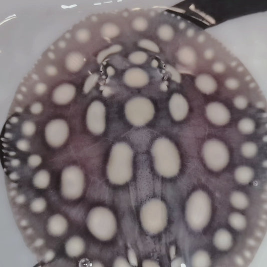 Freshwater stingray black diamond male 5inch