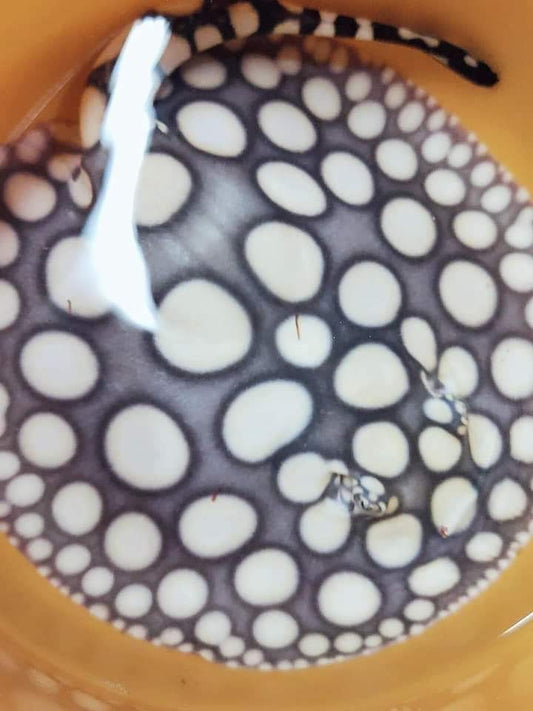 Freshwater stingray Super black diamond female