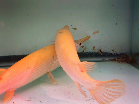 Albino Florida Gars (red eyes)