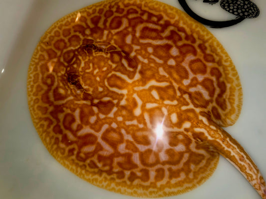 Freshwater stingray super hybrid albino male