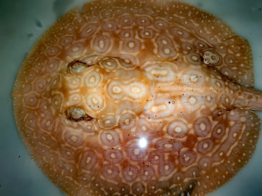 Freshwater stingray redbase pearl albino  female 6inch