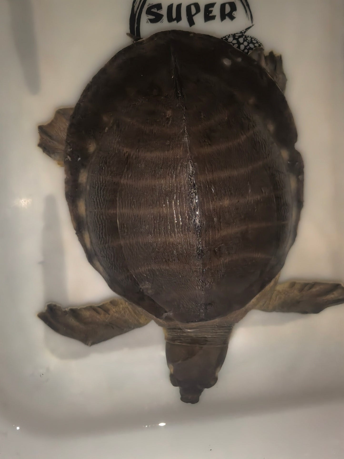 Fly River/Pig Nose  Turtle male