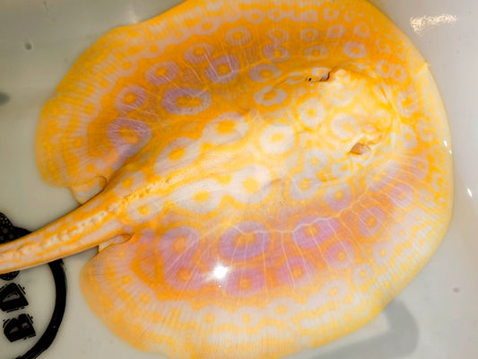 Freshwater stingray goldenbase pearl albino  8-9inch male