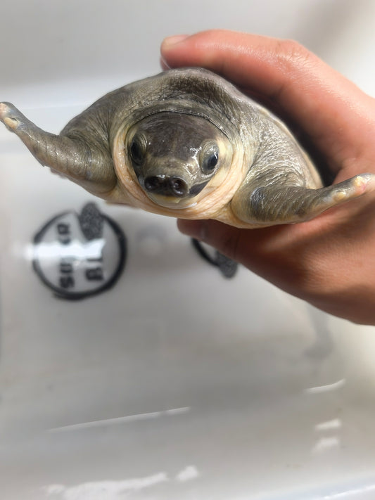 Fly River/Pig Nose Turtle male