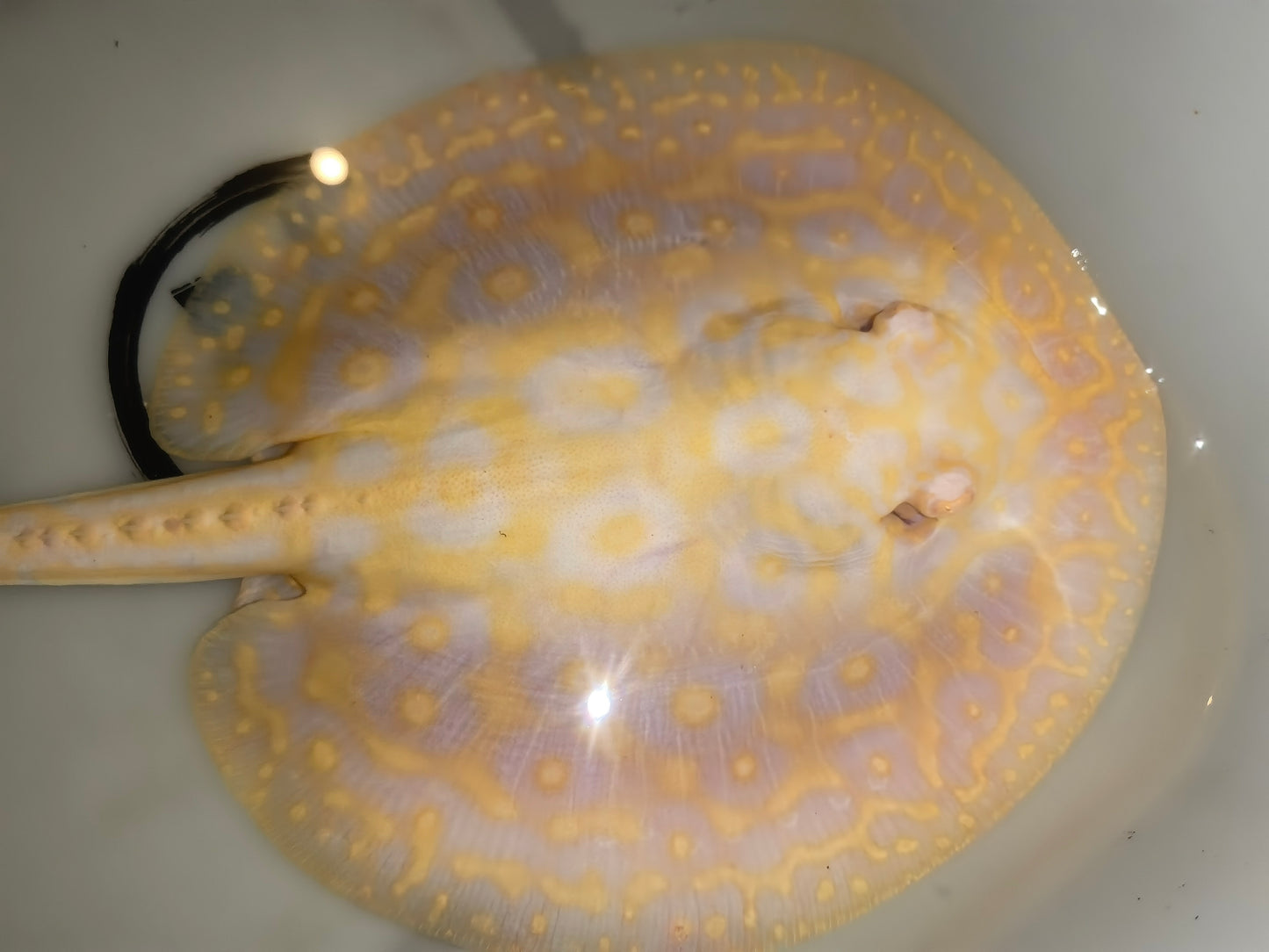 Freshwater stingray goldenbase pearl albino  male 7inch