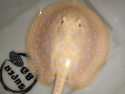 Freshwater stingray goldenbase pearl albino  male 7inch