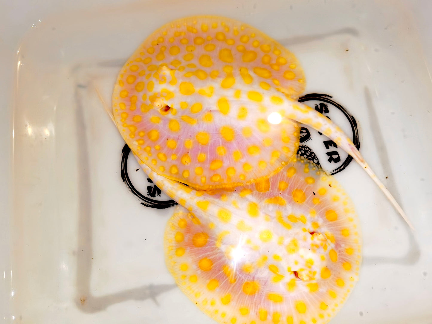 Freshwater stingray goldenbase black diamond hybrid albino  pair