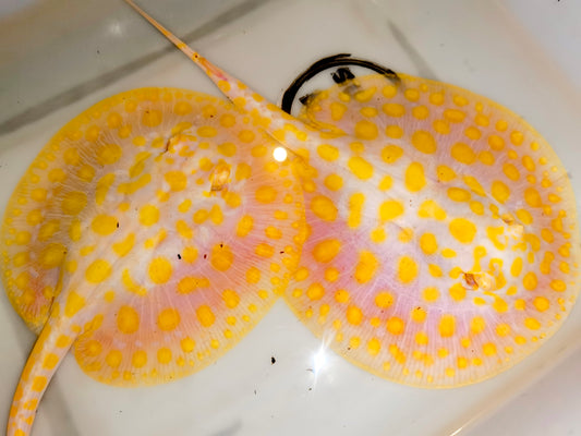 Freshwater stingray goldenbase black diamond hybrid albino  pair