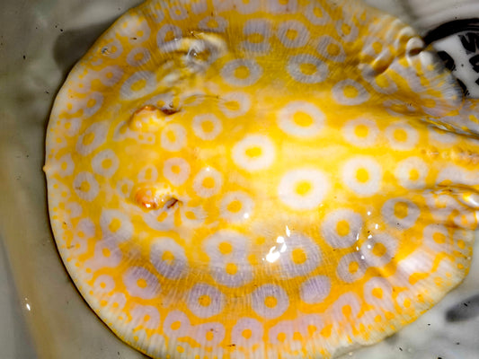 Freshwater stingray goldenbase pearl albino  female 8-9inch