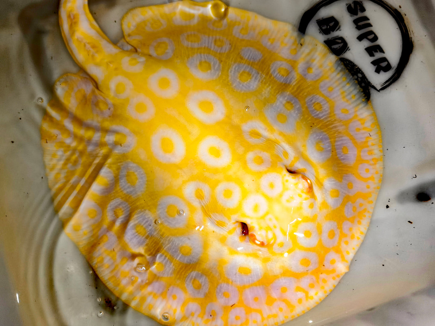 Freshwater stingray goldenbase pearl albino  female 8-9inch