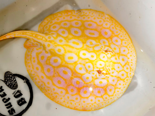 Freshwater stingray goldenbase pearl albino  male 7inch
