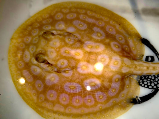 Freshwater stingray redbase pearl albino  female 5-6inch