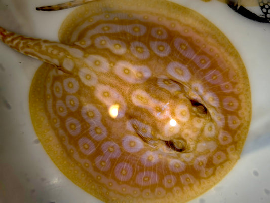 Freshwater stingray redbase pearl albino  male 5-6inch