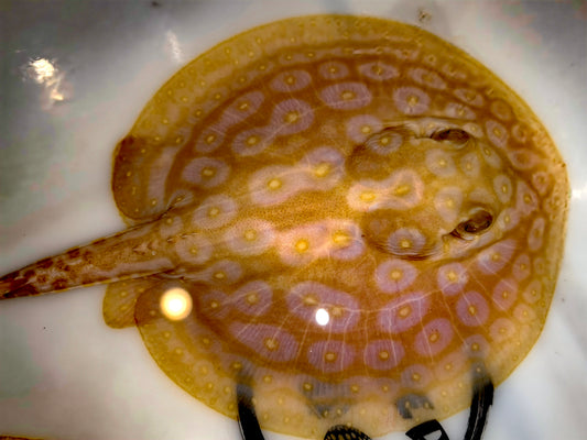 Freshwater stingray redbase pearl albino male 5-6inch