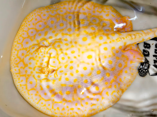 Freshwater stingray goldenbase pearl albino  female 9-10inch