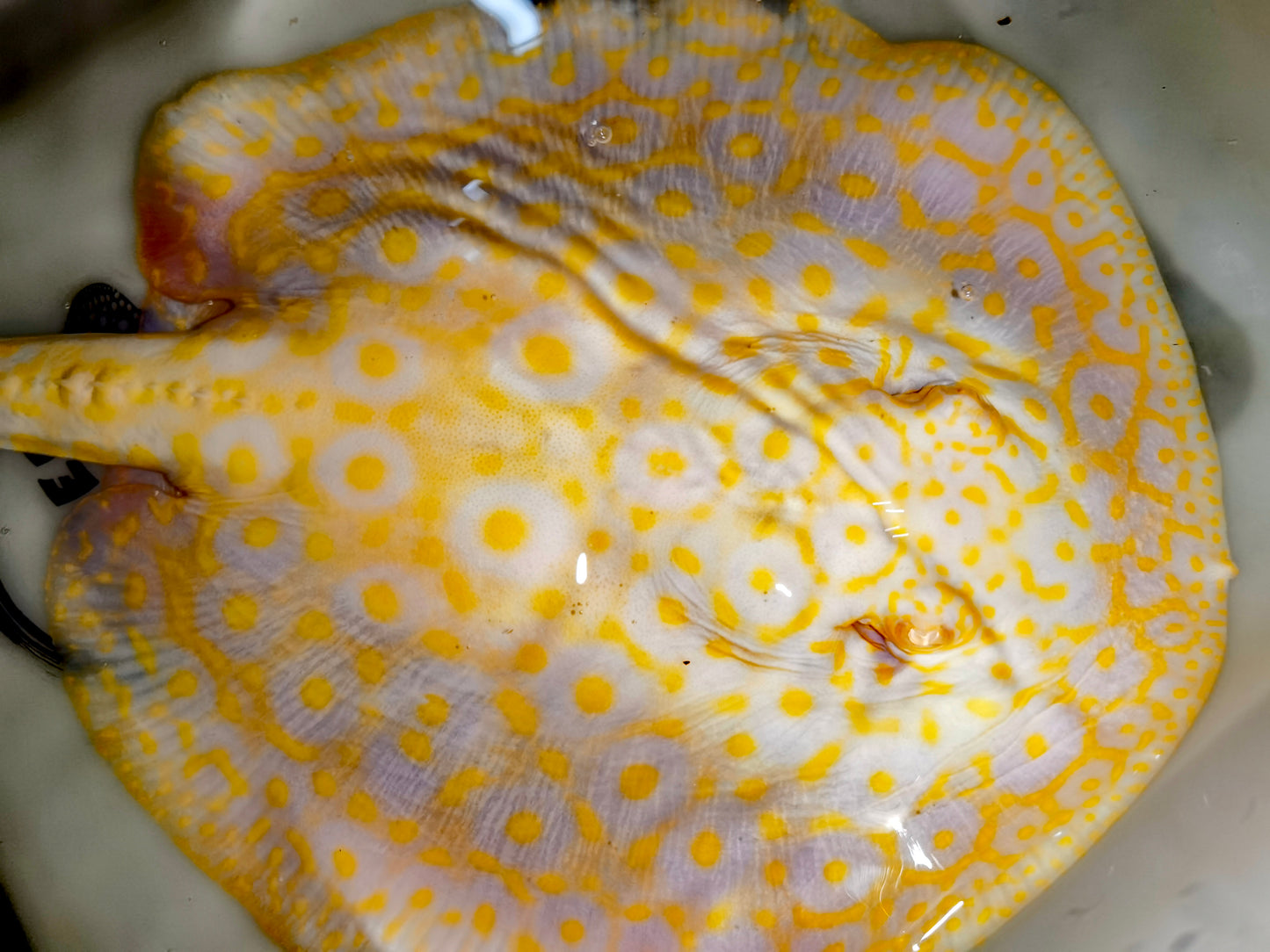 Freshwater stingray goldenbase pearl albino  female 9-10inch