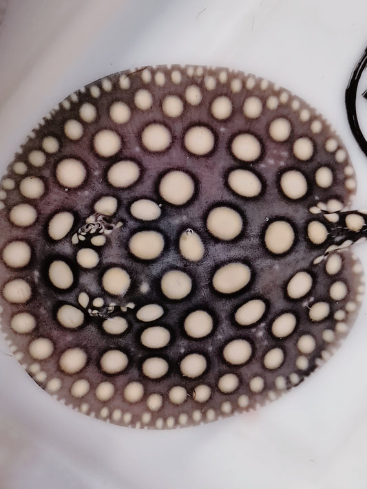 Freshwater stingray black diamond  male 5-6inch