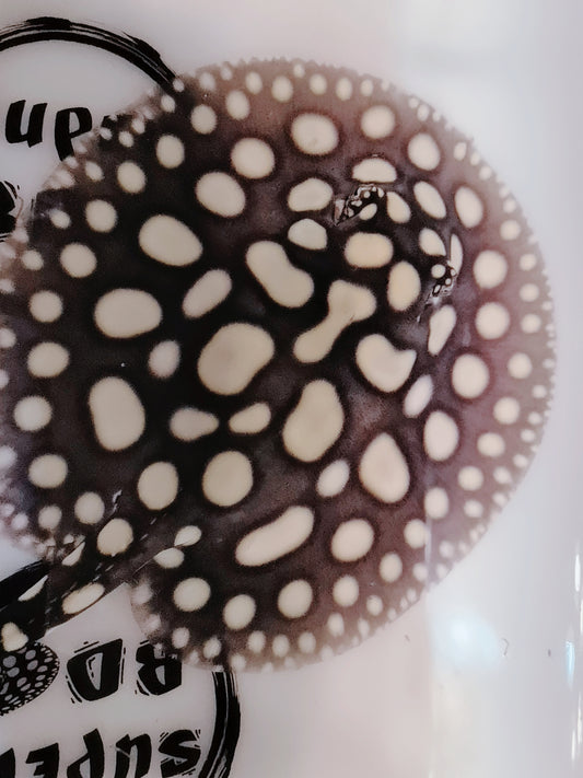 Freshwater stingray black diamond  male 5-6 inch