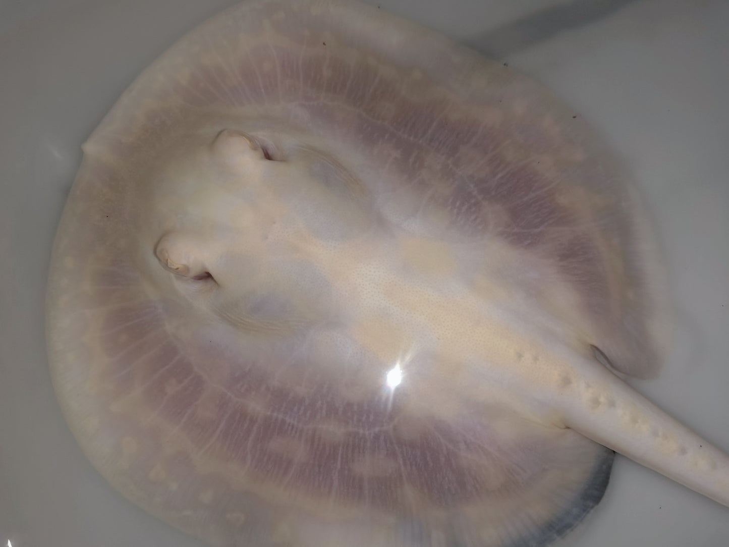 Freshwater stingray goldenbase  unique pearl albino female 5-6inch