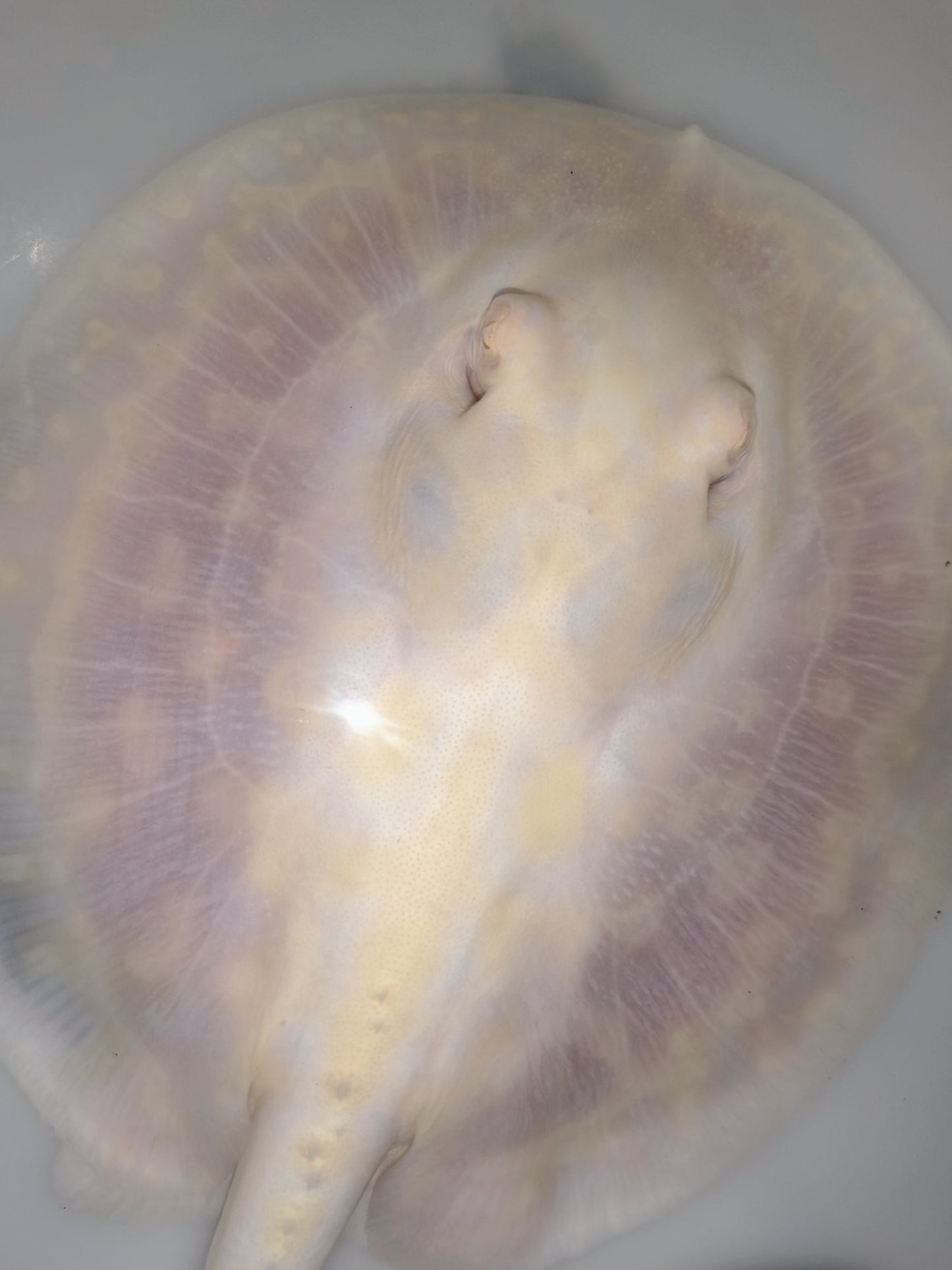 Freshwater stingray goldenbase  unique pearl albino female 5-6inch