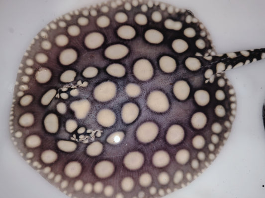 Freshwater stingray black diamond  female 5-6inch