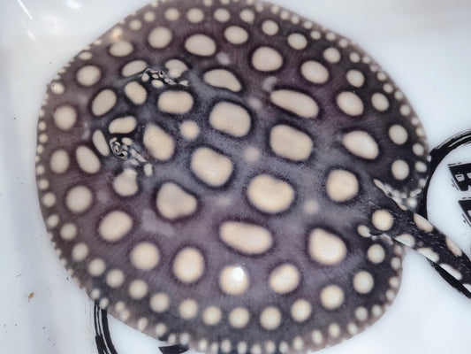 Freshwater stingray black diamond  female 5-6inch