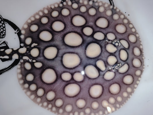 Freshwater stingray black diamond  male 6 inch
