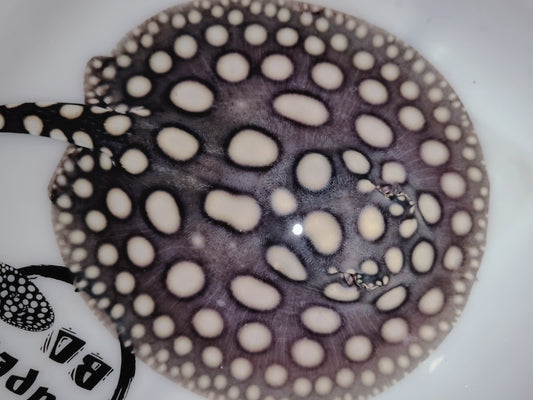 Freshwater stingray black diamond  female 6-7inch