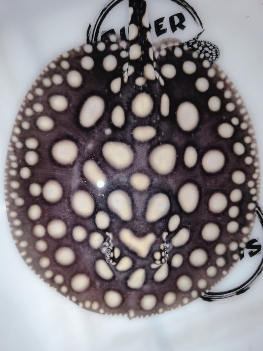 Freshwater stingray black diamond  male 6inch