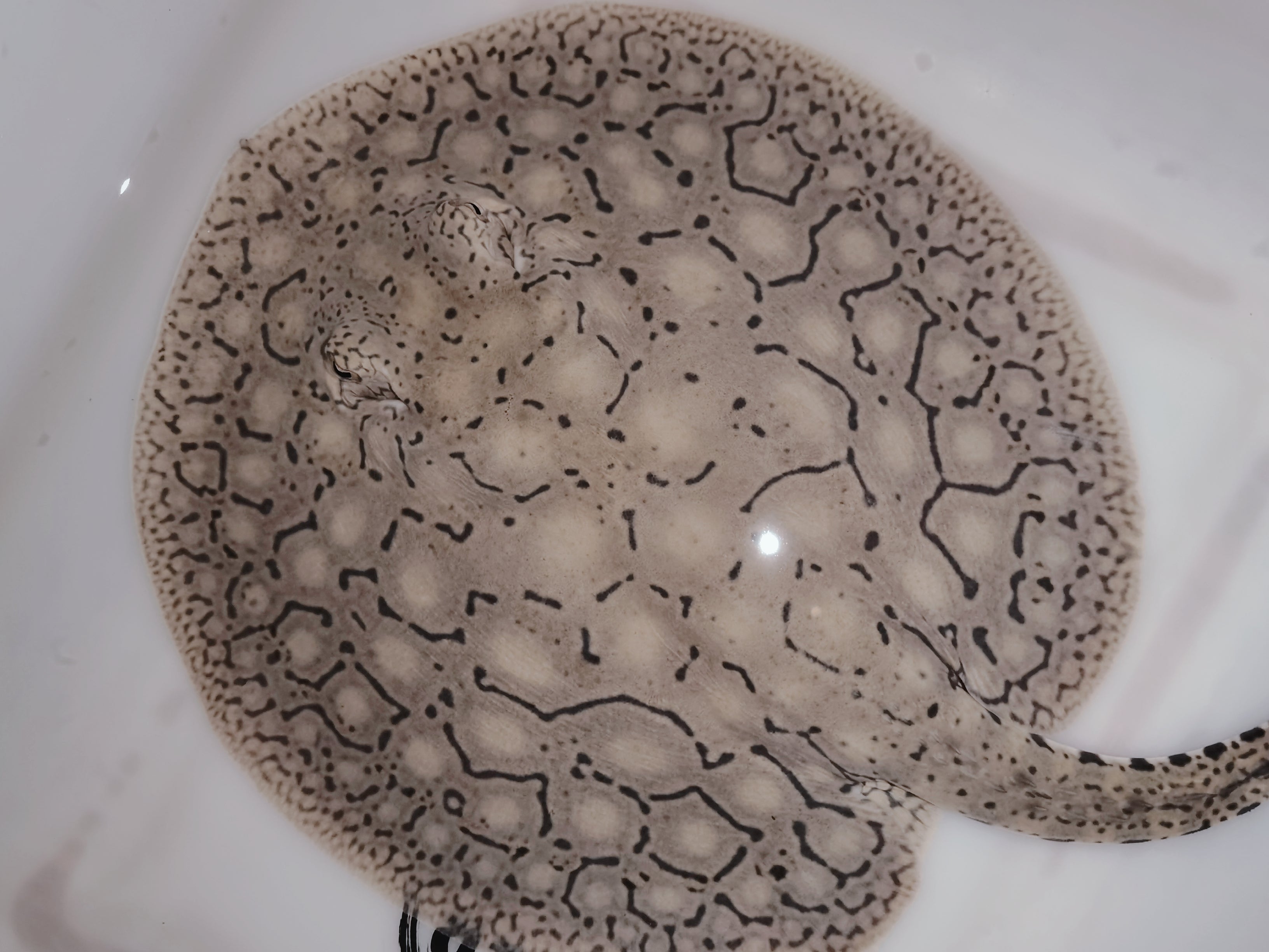 Freshwater stingray snow leopard female 9inch – Super BD Stingray
