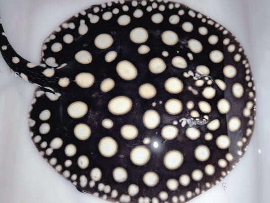 Freshwater stingray black diamond female 8inch