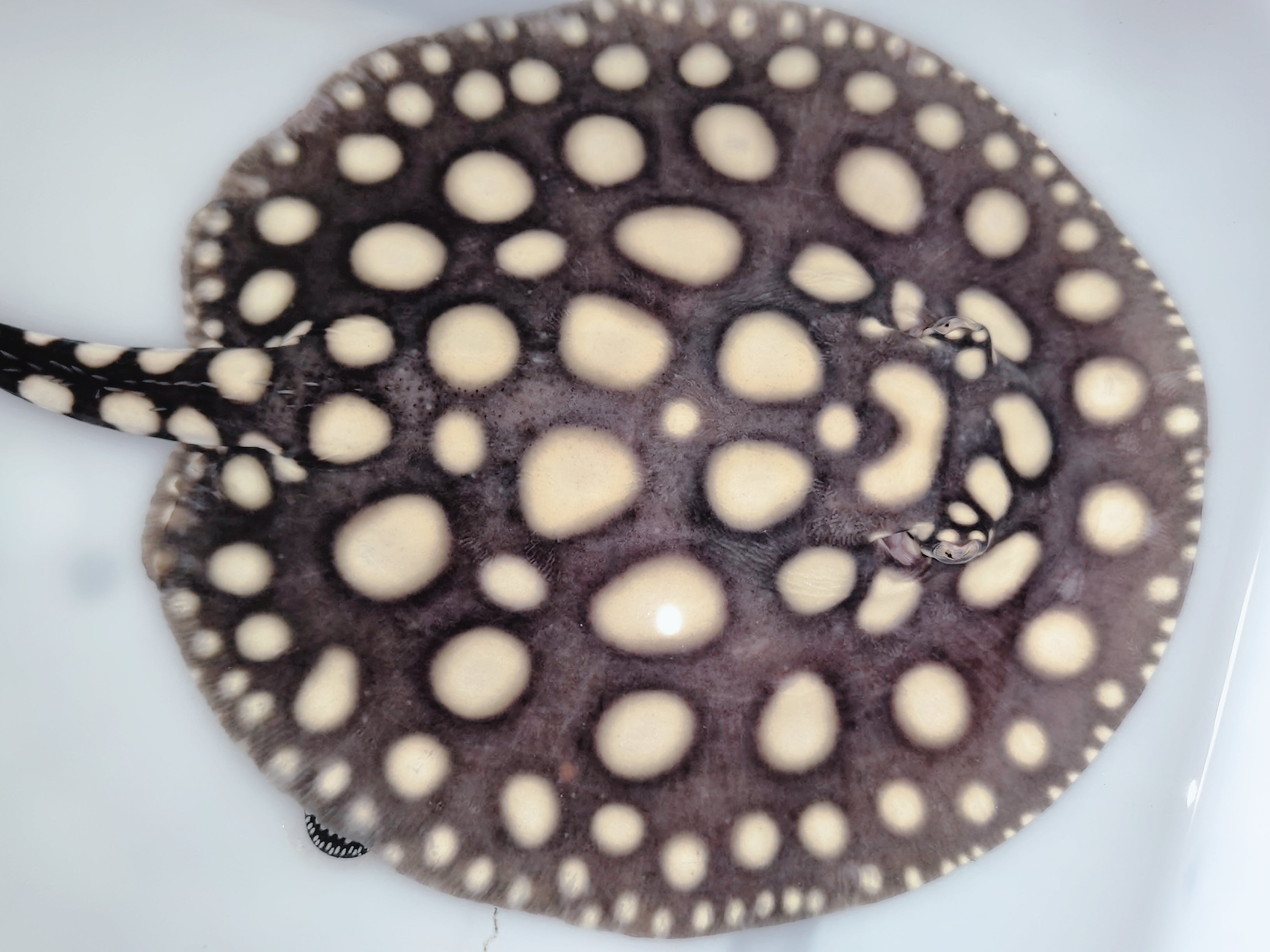Freshwater stingray black diamond female 5-6inch – Super BD Stingray