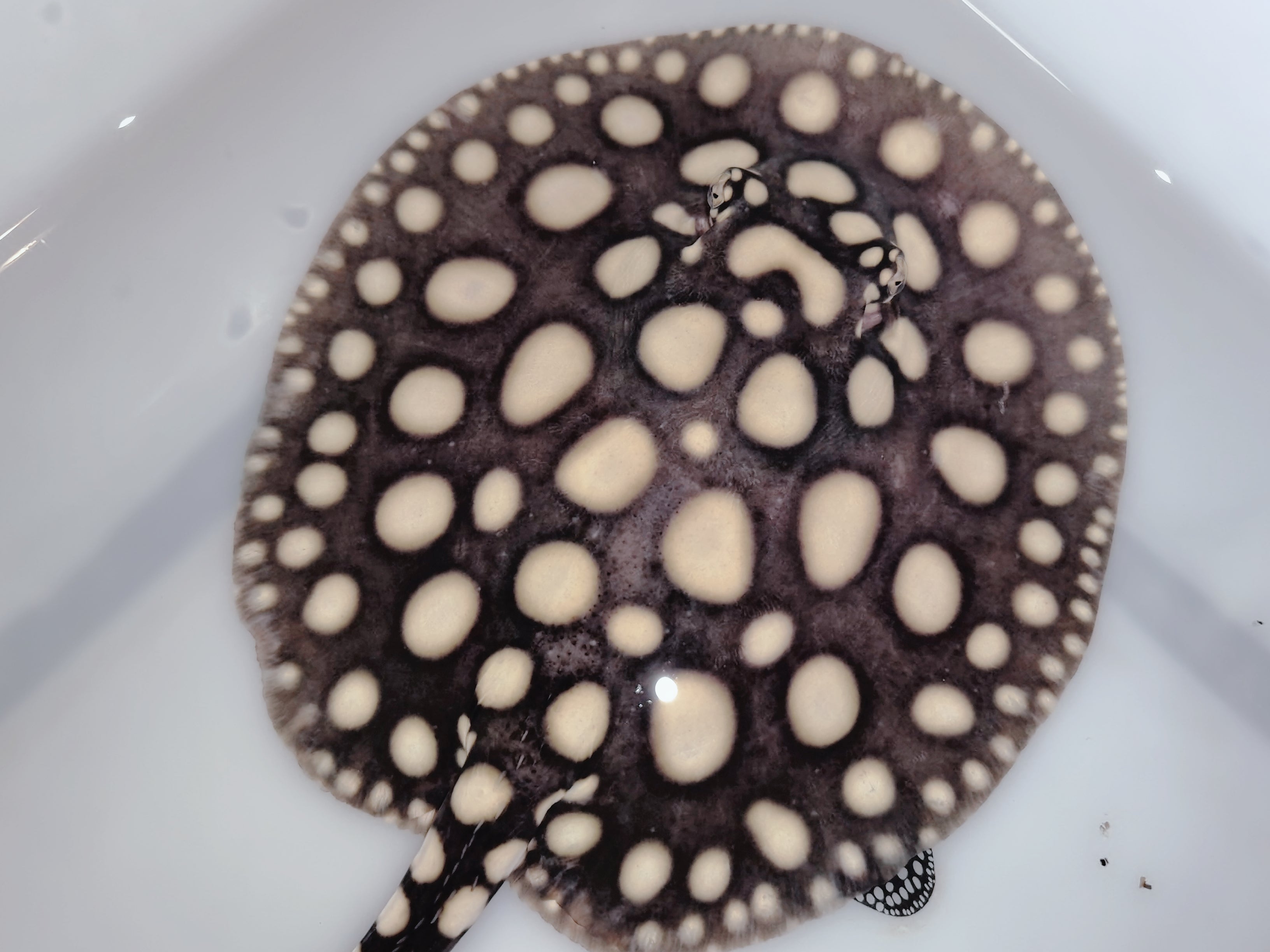 Freshwater stingray black diamond female 5-6inch – Super BD Stingray