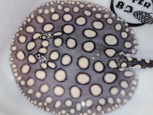 Freshwater stingray black diamond male 7inch
