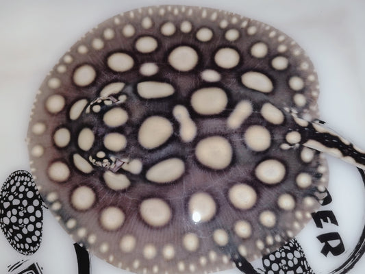 Freshwater stingray black diamond female 5inch