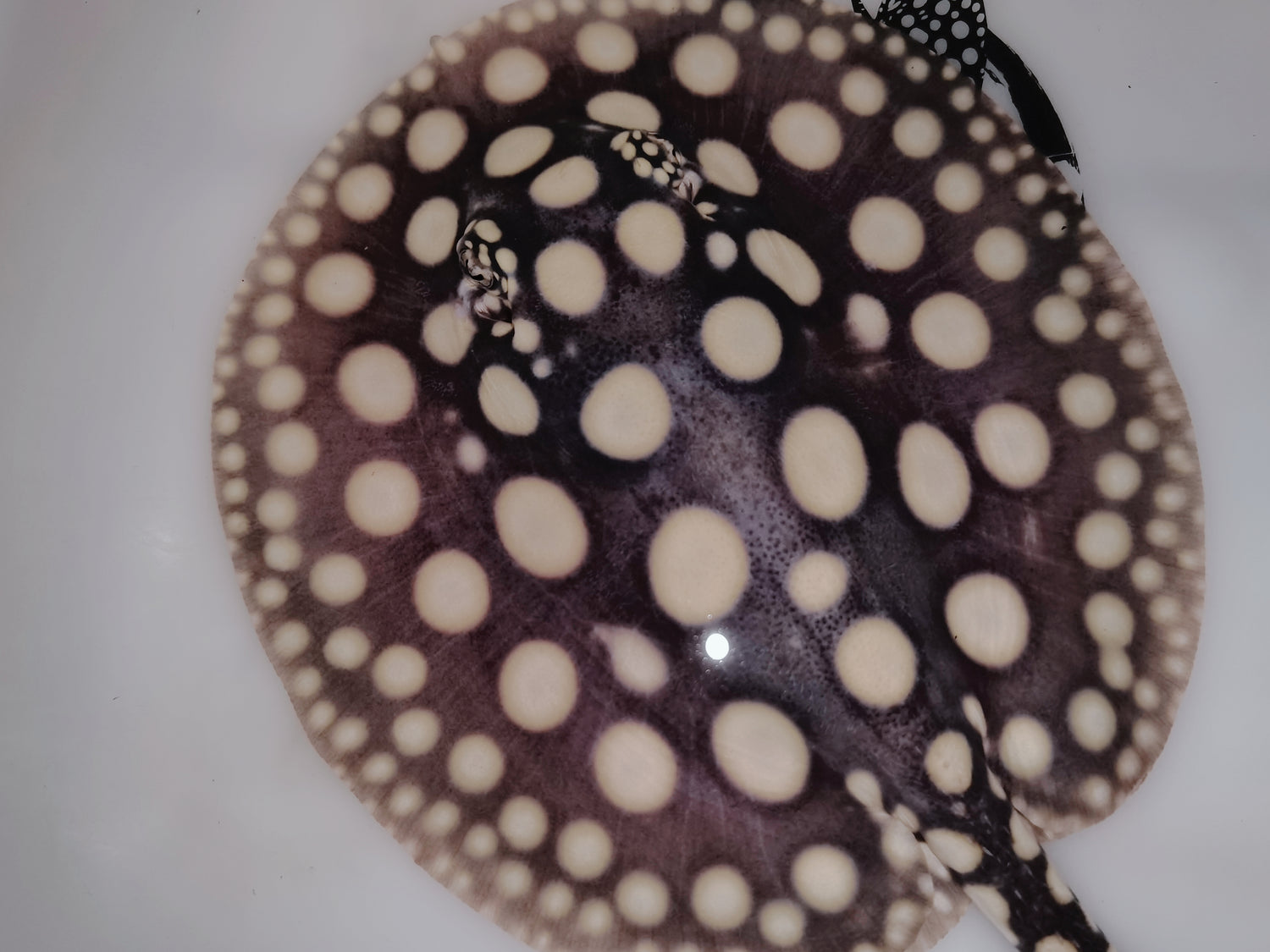 Freshwater stingray black diamond female 5inch â Super BD Stingray