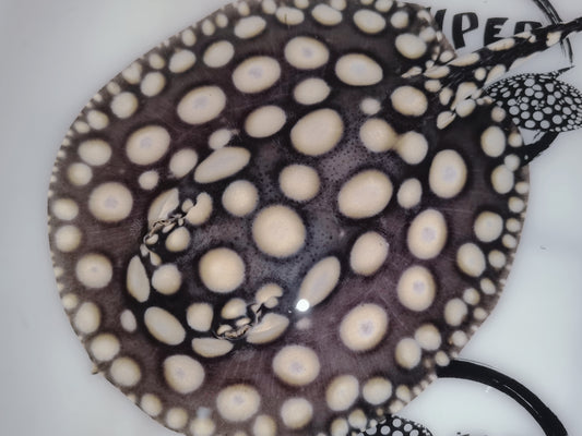 Freshwater stingray black diamond female 5 inch