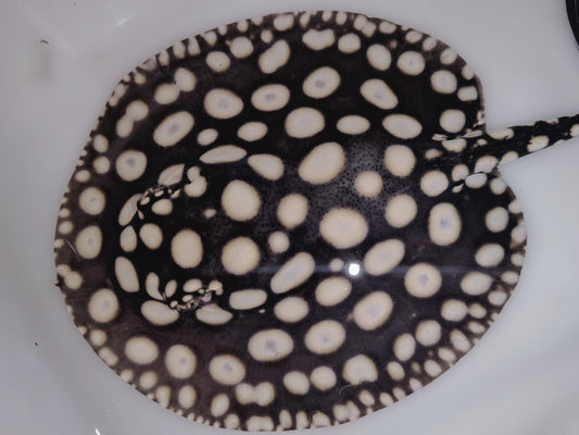 Freshwater stingray black diamond female 5inch