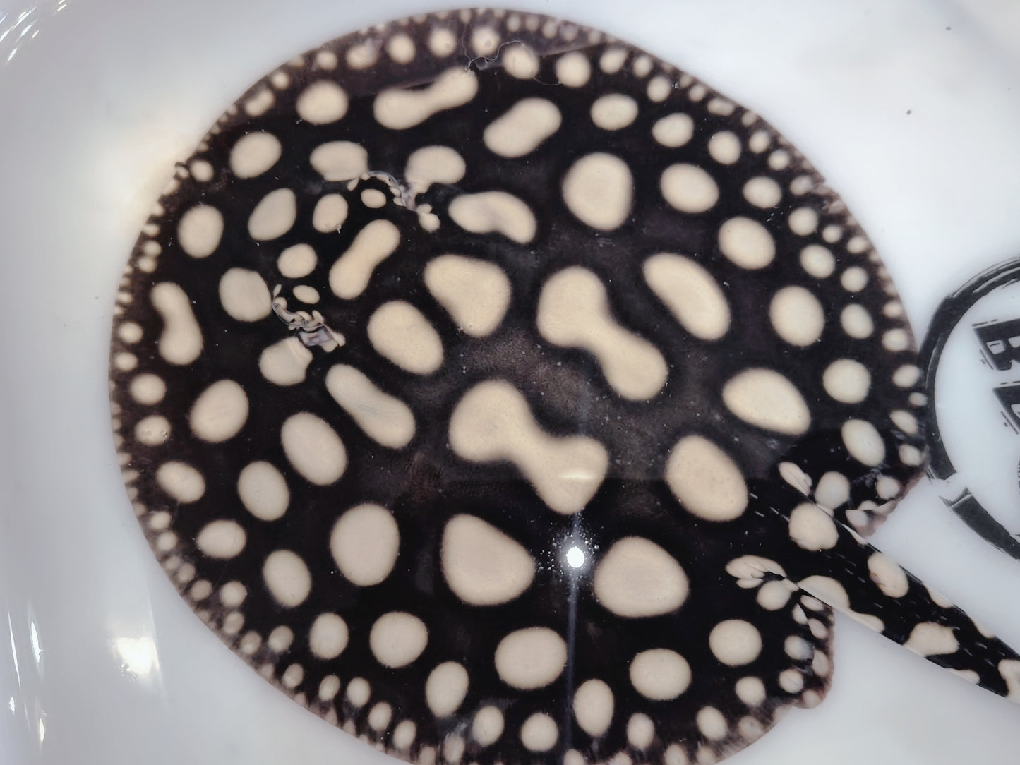 Freshwater stingray black diamond male 6-7 inch
