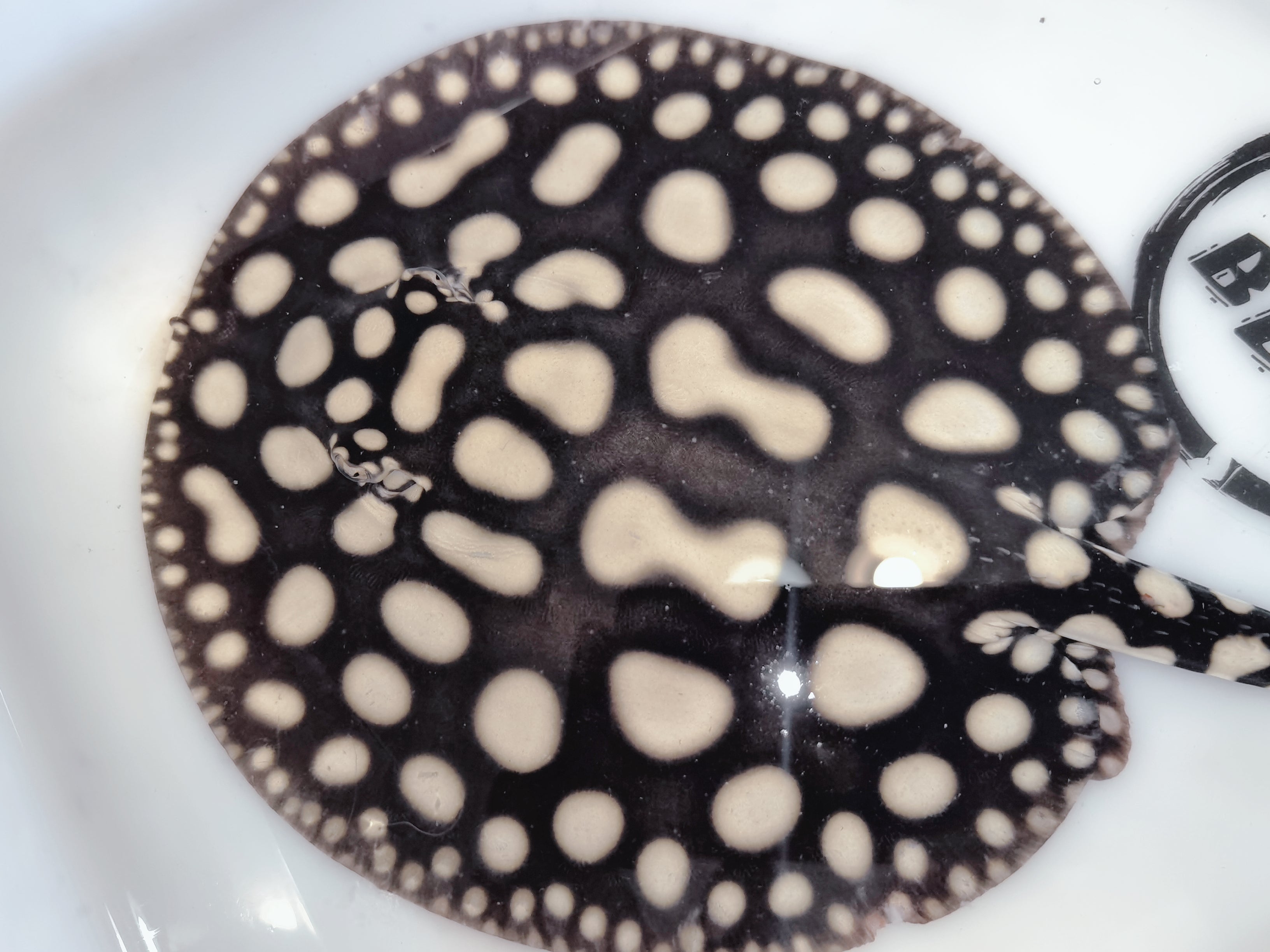 Freshwater stingray black diamond male 6-7 inch – Super BD Stingray