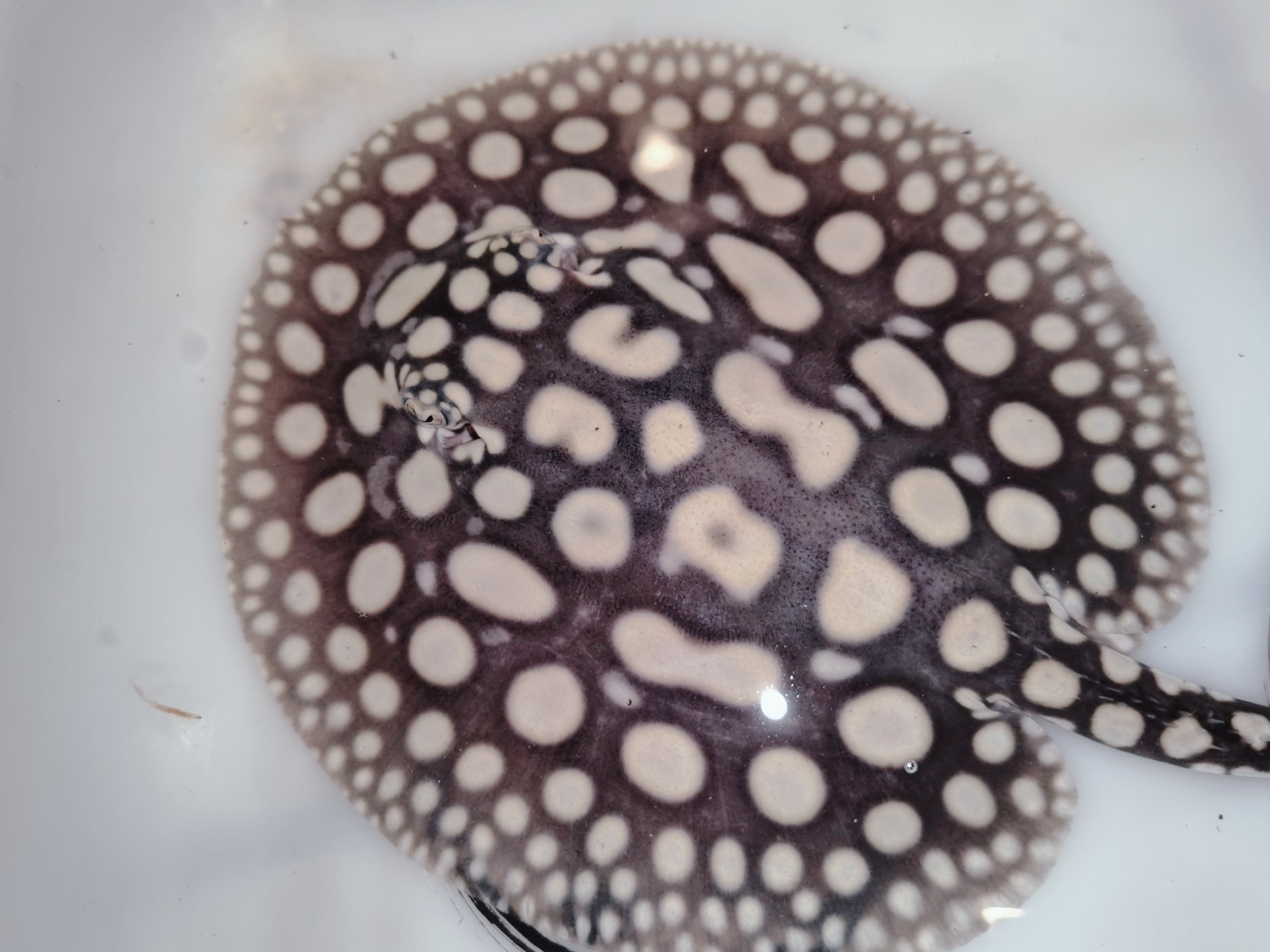 Freshwater stingray black diamond male 5inch – Super BD Stingray
