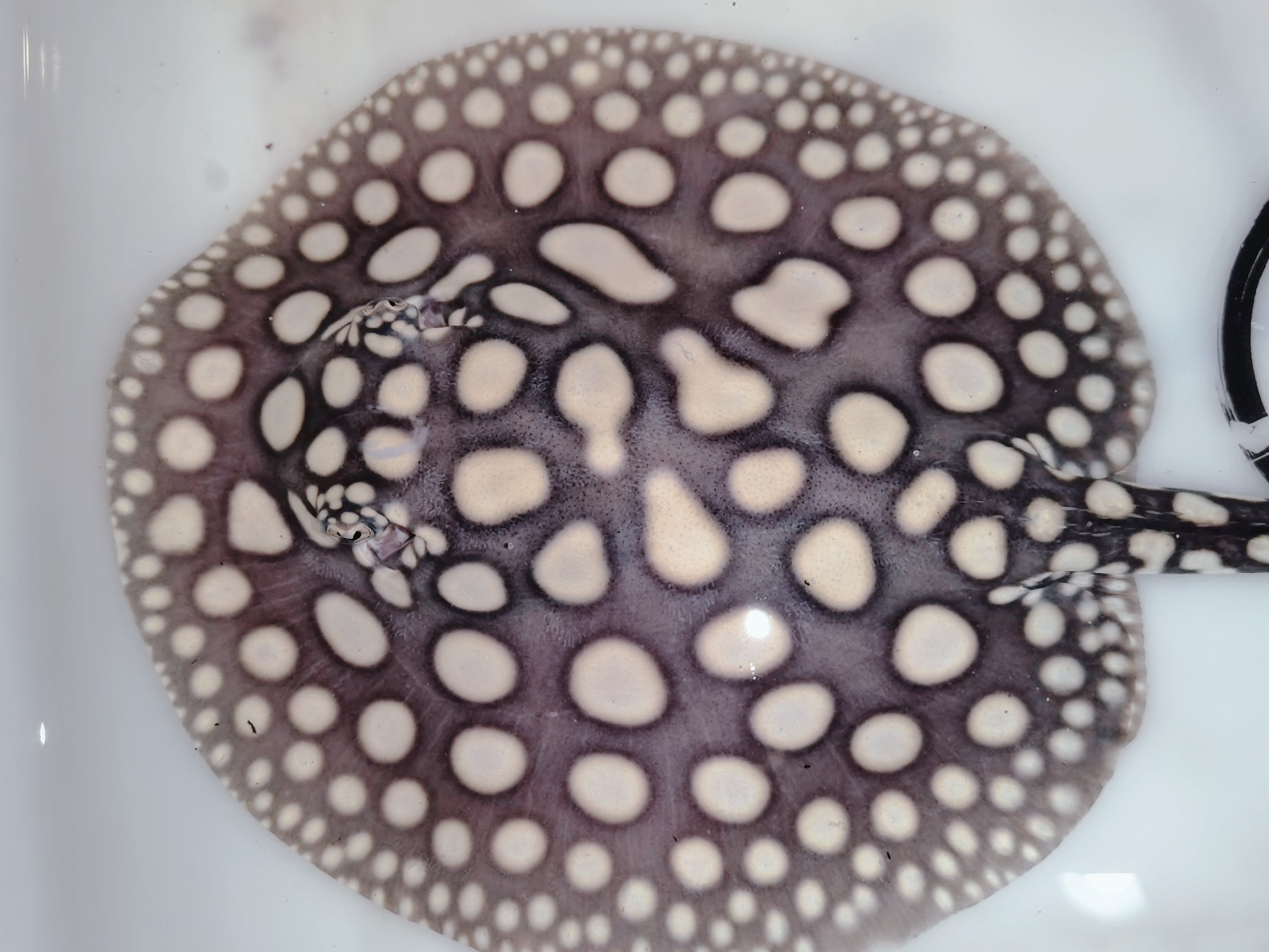 Freshwater stingray black diamond female 7 inch â Super BD Stingray