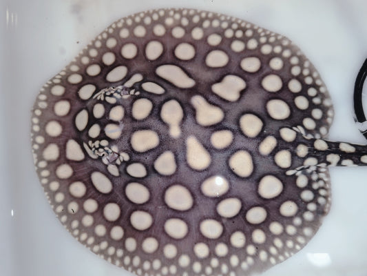 Freshwater stingray black diamond female 7 inch
