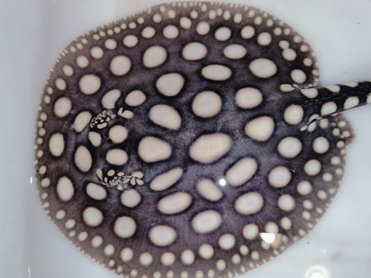 Freshwater stingray black diamond female 6-7inch