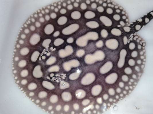 Freshwater stingray black diamond male 6 inch