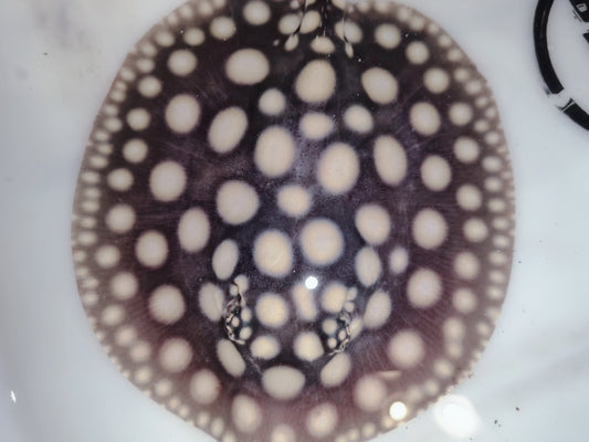 Freshwater stingray black diamond female 5 inch